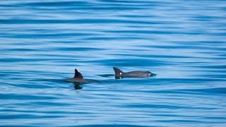 Vaquita  Saving the Desert Porpoise [upl. by Anahsak]