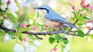 Peaceful music Relaxing music Instrumental music quotBirds of Springquot by Tim Janis [upl. by Ocko]