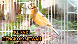 BUNYI KENARI SUARA LANTANG CENGKOK MEWAH GACOR NGEROL [upl. by Ominorej]