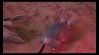 Greater Bilby [upl. by Fotina]