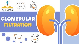 2 Glomerular filtration [upl. by Arytal]