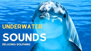 🟣 Dolphin Underwater Sounds  Relaxing Music [upl. by Eelek]