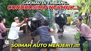 ADA SOIMAHCONDROSIMO NGAMBEK  LANGSUNG NYAMBET GAES [upl. by Zertnom]