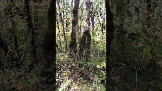 This oak tree was bent in half by a Dogman that my buddy right hooked Their fight ended here [upl. by Gert]