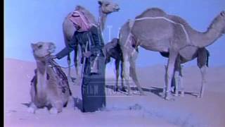 Bedouins with Camels Archive film 93869 [upl. by Ennayelsel]