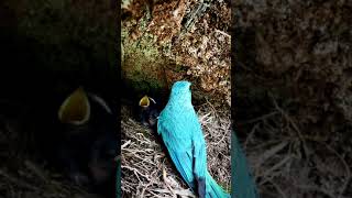 Verditer flycatcher Birds  Review Bird Nest [upl. by Entroc]