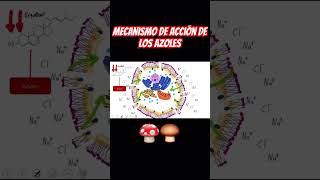 Mecanismo de acción de los azoles en menos de 1 minuto 🍄‍🟫🍄 antifungal hongos farmacologia [upl. by Natalie670]