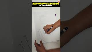 Nephron Diagram in 60 Seconds  Life Processes  Class 10 Biology  Science  CBSE Board Exam 2024 [upl. by Geesey]