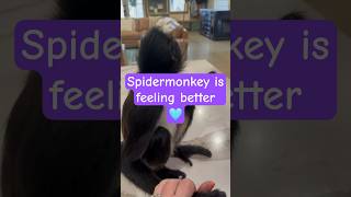 Bella is feeling much better today 🩵 spidermonkey [upl. by Bolten]