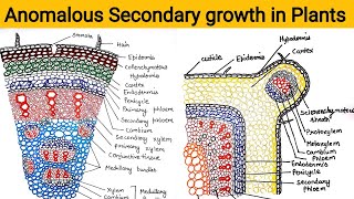 Anomalous Secondary Growth in plants [upl. by Ahsoek66]