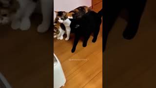 funny cat funnyanimals cats funnycats pets [upl. by Idnahk]