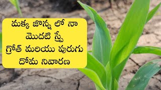 మక్క జొన్నలో స్ప్రే చేసుకునే మందులు  agromin max aries  syngenta alika insecticide telugu  crop [upl. by Reld]