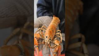 Catching a 1 in 30000000 golden lobster for my aquarium lobster interesting education learn [upl. by Navonoj607]