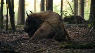 a bison and a bee wisent in de maashorst [upl. by Sower]