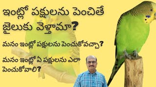 మీరు పక్షులను పెంపుడు జంతువుగా చేయాలనుకుంటున్నారా తప్పక వీడియో చూడండి [upl. by Sidoeht799]