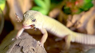 LEOPARD GECKO eating SUPERWORMS for the FIRST TIME live feeding [upl. by Atikahc]