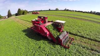 TVF Farms Cucumber Harvest 2015 [upl. by Joane582]