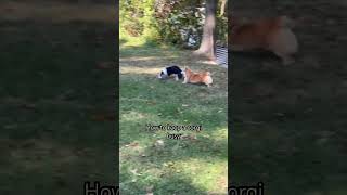 CORGIS VS RC CAR corgis corgicrew cuteanimals funnyanimals [upl. by Merrily]