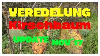 Veredelung Kirschbaum  Update November 2017 [upl. by Husain]