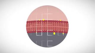 MOOC côté cours  La diversité de la membrane [upl. by Pascal]