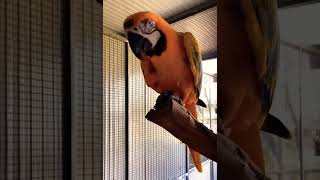 Lutino Macaw 😱Care Macaw [upl. by Kaja]