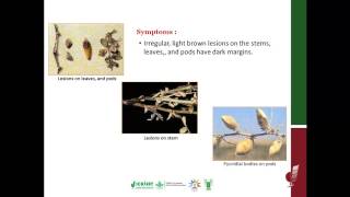 Phoma Blight Disease of Chickpea [upl. by Bonnell]