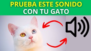 📣 Sonidos Para Que Tu Gato Venga 🐈 [upl. by Tingey]