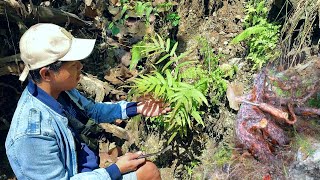 Mantab Mencari Bahan Bonsai malah Dapat Juga Tumbuhan Aviary [upl. by Trebleht]