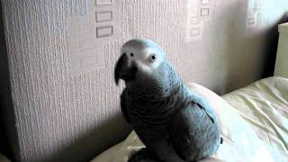 Amazing talking parrot Swearing parrot [upl. by Sidras946]