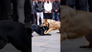 The dog was being bitten by a lion everyone around just stood there taking pictures [upl. by Hooge736]