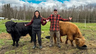 We BOUGHT HIGHLAND CATTLE For Our OFF GRID Homestead [upl. by Notnirt]