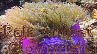 Anemonefish aka Clownfish  Raja Ampat [upl. by Elder]