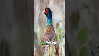 Ring necked Pheasant bird 2FactFiles in Hindi Hindi facts trending viral [upl. by Papp]