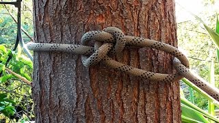 Arborist Knots  How To Tie The Running Bowline Knot [upl. by Groot]