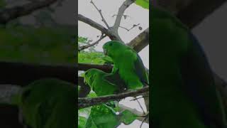 Bluewinged Parrotlet copulating amazingnature [upl. by Idroj]