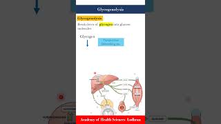 Glycogenolysis break down of glycogen into glucose molecules [upl. by Huberman]