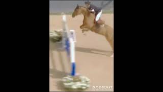 horse equestrian springpferd freefire wildpferd [upl. by Crofoot]