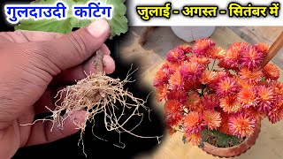 Guldaudi Ki Cutting Kab Kaise Lagaye  Chrysanthemum Cutting How To Grow  Chrysanthemum  Guldaudi [upl. by Tiemroth]