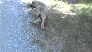 American Alsatian Puppy Going for a Walk [upl. by Yellah]