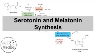 Serotonin and Melatonin Synthesis  Tryptophan Metabolism [upl. by Culhert863]