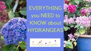 Hydrangeas  everything you need to know about growing hydrangeas in your garden [upl. by Llerrem]