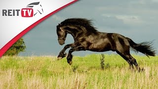 Horses  Frisian horse  the black pearl [upl. by Ennaeirb872]