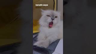 moka drama dulu dramadulu kitamasihbelumtidur kucinghimalaya videokucinglucu catlover [upl. by Bramwell43]