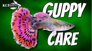 Guppy Fish Care 10 Things You Should Know About Guppies Great Beginner Fish [upl. by Madian]