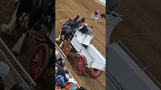 Gorgeous Clydesdale Horses 🤩 Riding Show 🏇 [upl. by Yoreel]