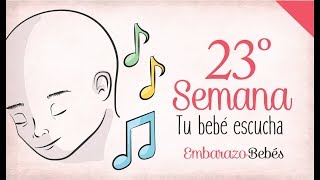 SEMANA 23 de Embarazo  6º Mes  Semana a semana [upl. by Cohn]