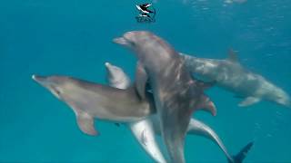 Dolphins Sexuality mating [upl. by Rakel]