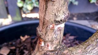 Beginners Care Guide For Japanese Maples  Horse Chestnut Scale Bugs [upl. by Mavilia346]