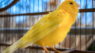 The ultimate canary singing video from a legend  Powerful training song [upl. by Eelek69]