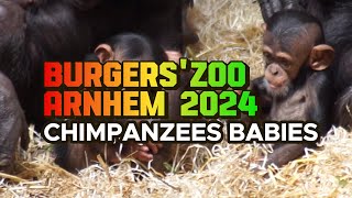 Burgers Zoo Arnhem Chimpanzees and gorillas [upl. by Eimoan186]